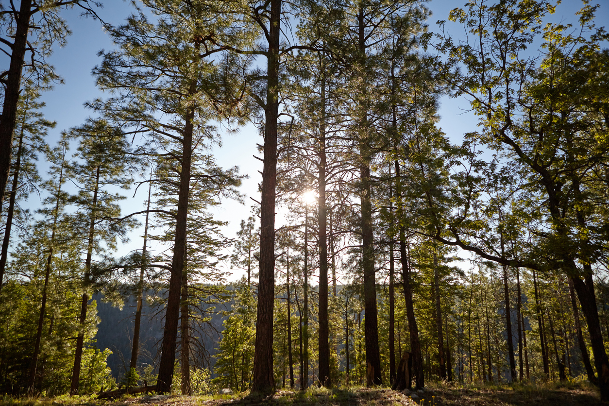 iStock 858348794 iStock 858348794